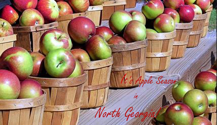 It’s Apple Season in North Georgia